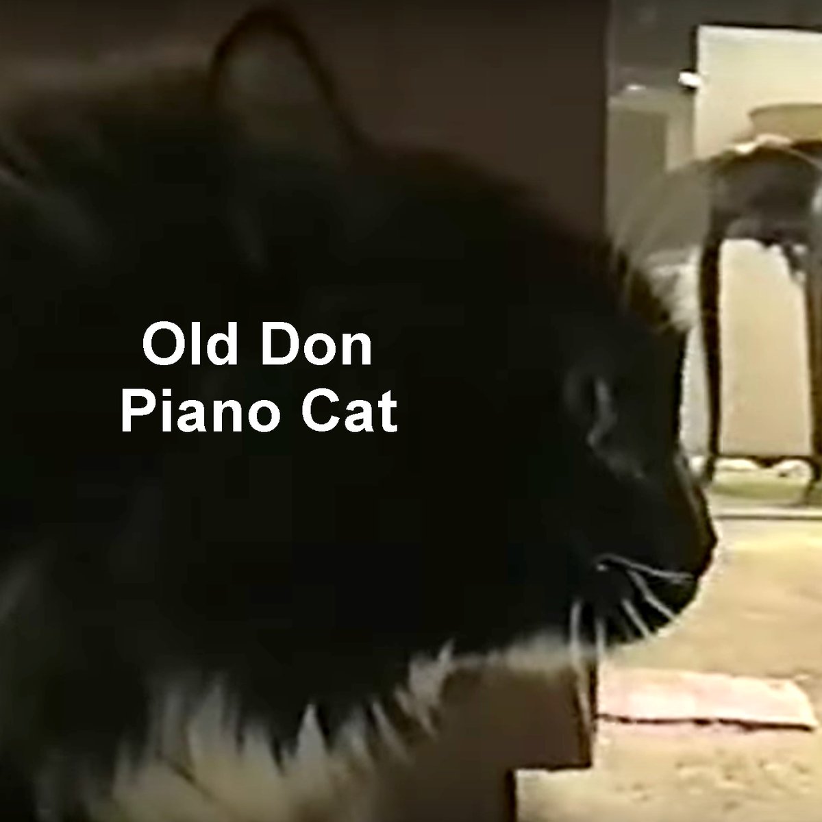 500wayscom's tweet image. The Old Don Piano Cat has something to say in very clear English. This short video is free and complete at auxvid.com/old-don-piano-… (#cat, #kitty, #kittycat, #kitten, #housecat, #feline, #petCat, #meow, #talkingCat)