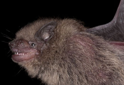 Zootaxa's tweet image. Description of a #newspecies of African pipistrelle-like #bat (#Chiroptera: #Vespertilionidae: #Afronycteris)
#taxonomy
doi.org/10.11646/zoota…