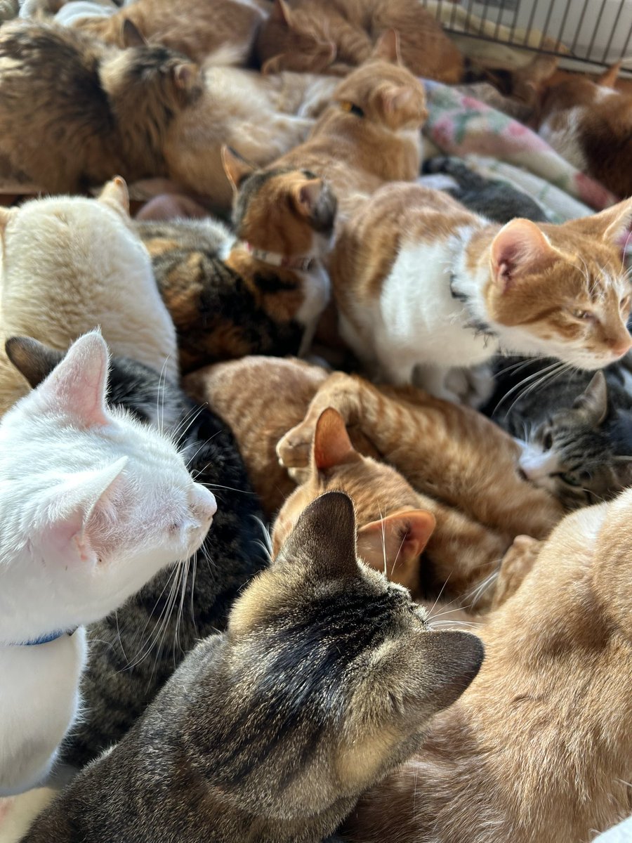 今朝のストーブ前。
猫団子、定員オーバーです😆