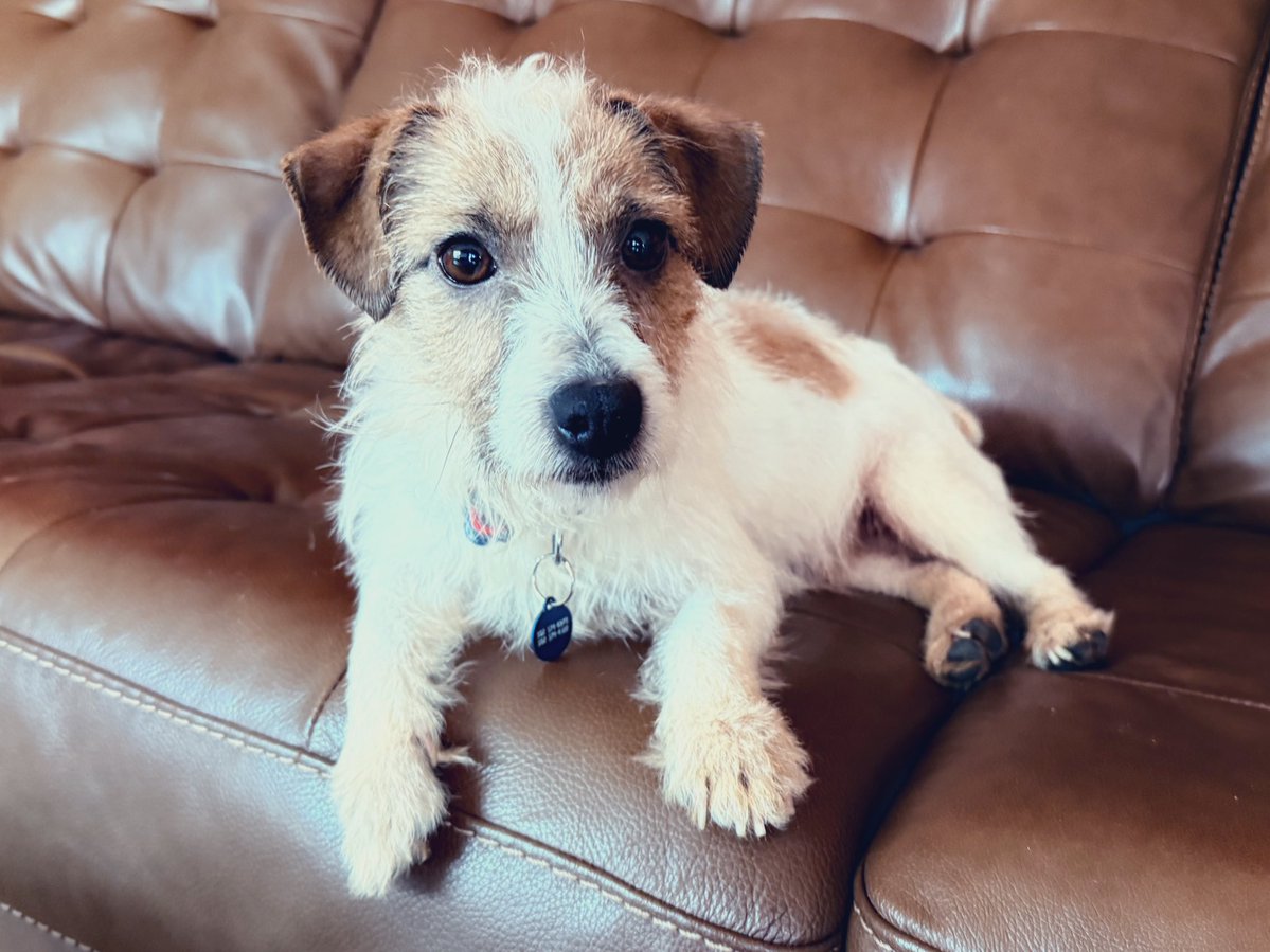 Card Goat tweet media