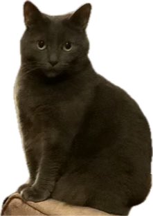 natbite's tweet photo. @cutecats_____ ￼￼￼￼￼￼ https://t.co/pSwPHUmJuG