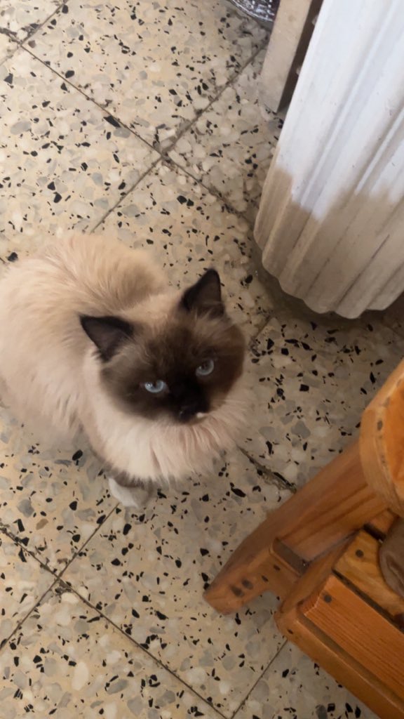 Mo7mmd30's tweet photo. You say you rescued a turtle. But what about my cat Leo, who died from hunger in Gaza when food was prevented from entering? He was innocent too. He was not part of any war. He was just a cat who wanted to live. Animals in Gaza deserve compassion too. https://t.co/McniURFTGv