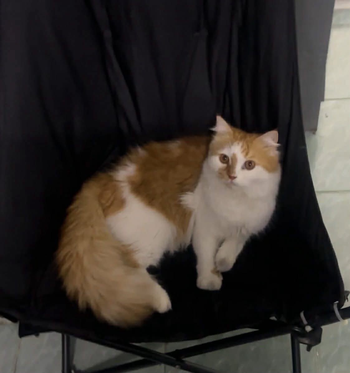 ตามหาแมว เปอร์เซีย สีส้มขาว หายออกจากบ้านประมาณช่วง 6โมงเช้า วันที่ 8 มีนาคม 2569  

ใครพบเจอติดต่อได้ที่เบอร์ 0926204018  เรามีค่าเสียเวลาให้ 1,000 บาท  

#พิกัดที่หายบ้านหนองตาแพ่ง #ตะคร้ำเอน  #ท่ามะกา #กาญจนบุรี