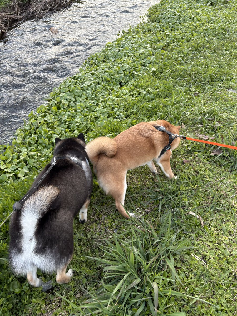 昨日の夕さんぽ、あずきちゃんと遭遇。

密着さんぽ。

#黒柴　#柴犬