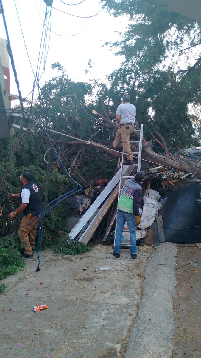 Alcaldía Álvaro Obregón tweet media