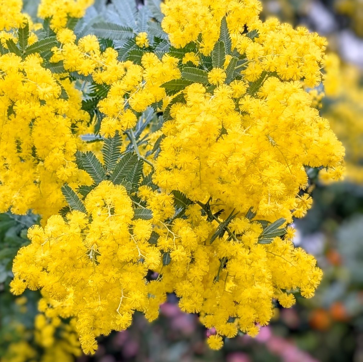 popomaru tweet media