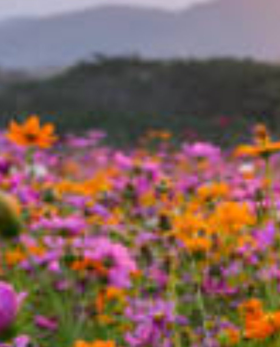 Chibi-Robo tweet media