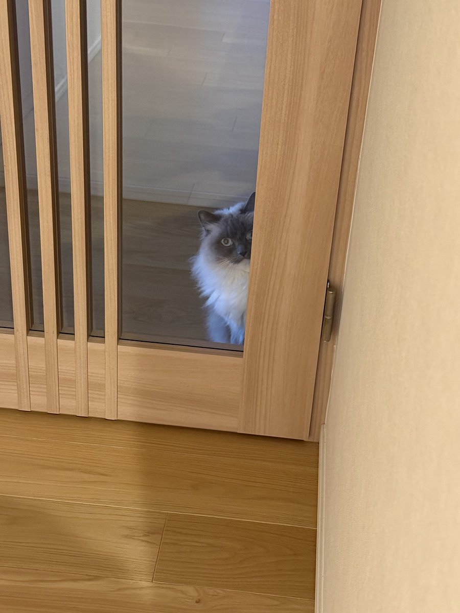 🐱ぽもち🐱 tweet media