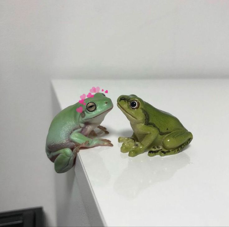 slothnapking's tweet photo. Friend or love… what do you think they are?” 🐸🤔...
.......
.... 
.....
...
#cuteanimals #funnyanimals #animals #wildlife #animallovers #froglife #Frog #Frogs #froglove https://t.co/TAZktWjF48