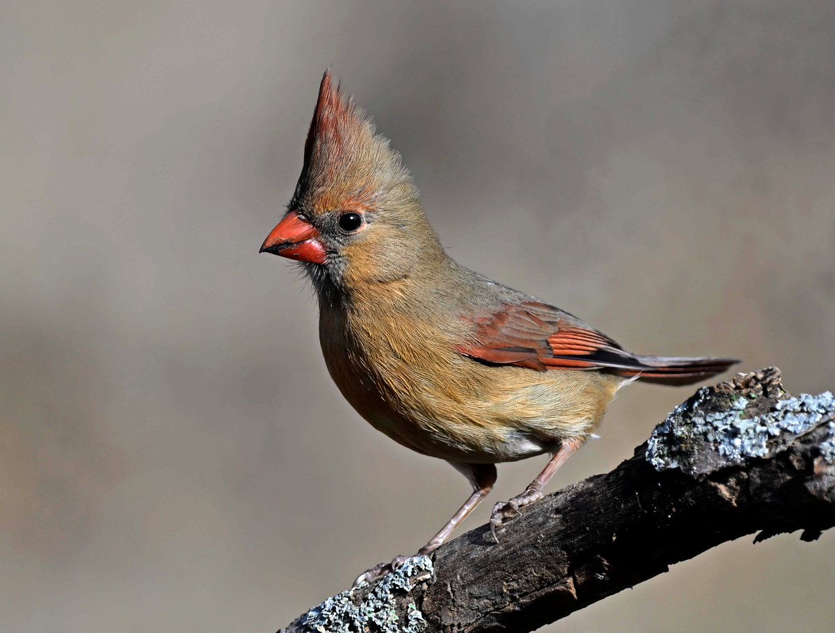 Stuart Harrison tweet media