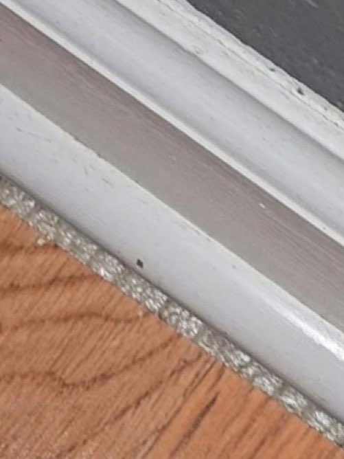 Tendencias en Argentina tweet media