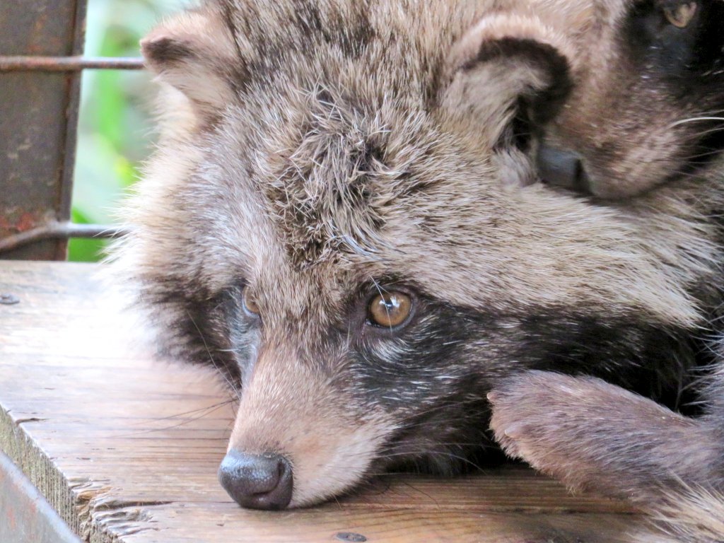 #ホンドタヌキ #市原ぞうの国  #ポルク