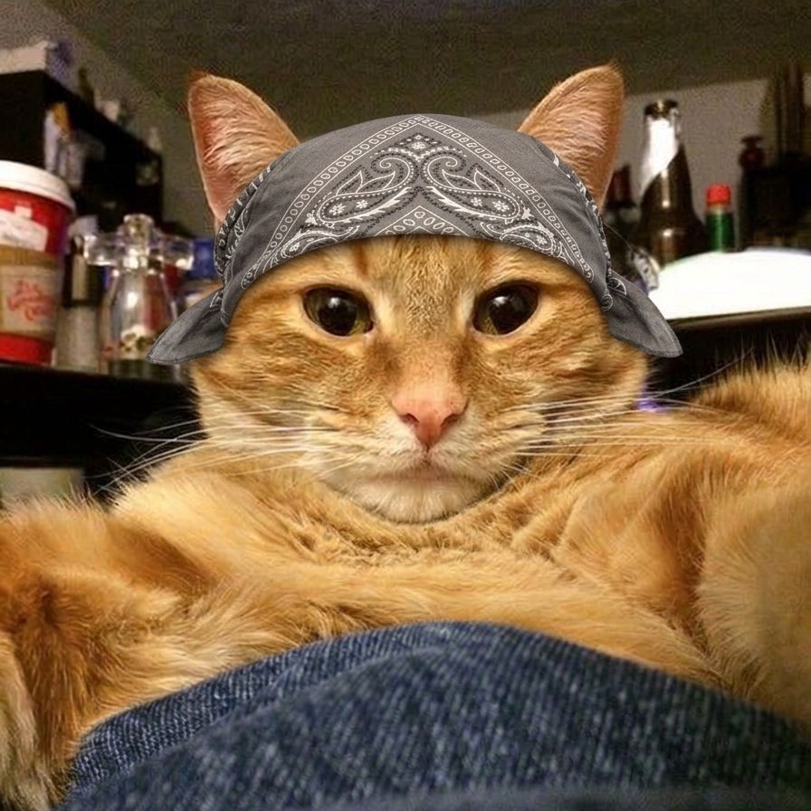 joaquin as cats (@bigotesxjoaco) on Twitter photo 