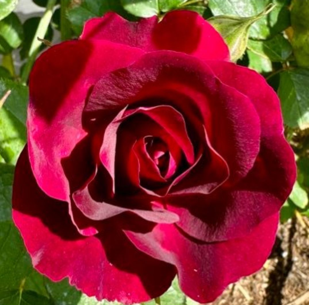 feliz dia das mulheres✨️
divas e empoderadas,que nunca falte força e brilho no caminho de vocês cada uma carrega algo único que merece ser reconhecido como flores que brotam mesmo depois das tempestades, mulheres carregam força, sensibilidade e coragem que transformam o mundo🌸