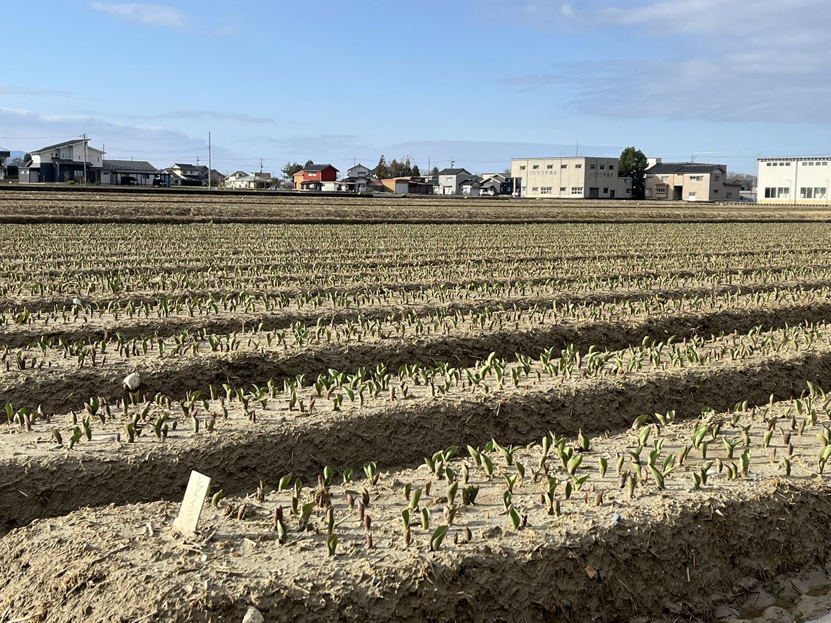 🌷にゅうぜんフラワーロード🌷 tweet media