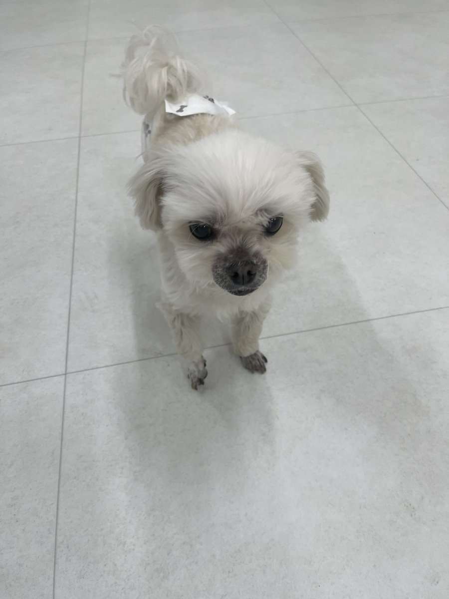 굿모닝 뽁뽁이 강아지에서 
오리너구리로 변신했슴다람쥐

지긋지긋 지끈지끈 월요일
엑스에서 웃으면서 
잘 이겨내봅시다리미