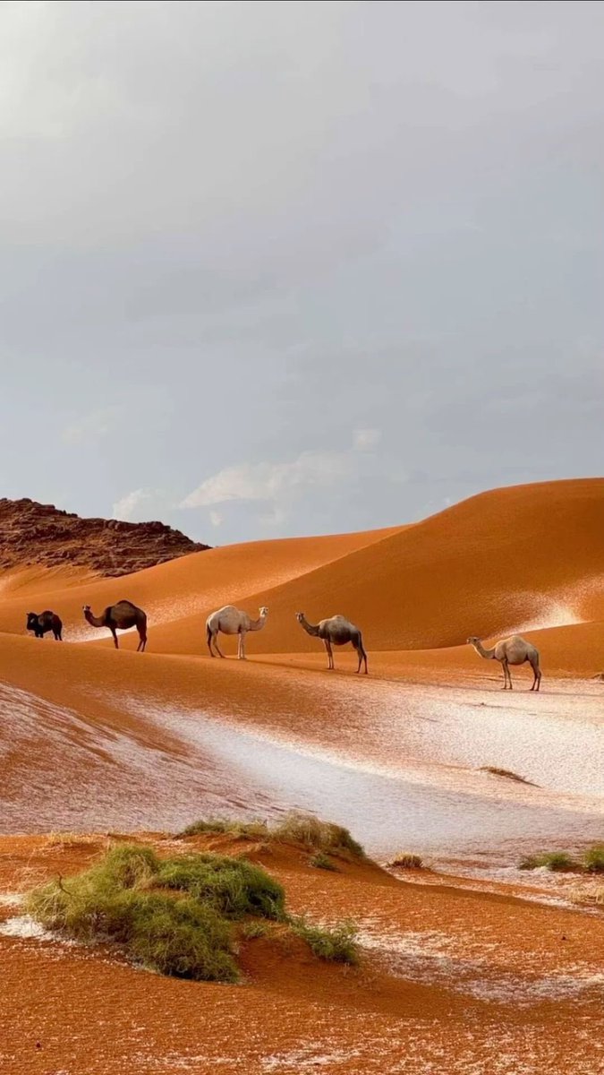 سلمان الغفيص📸 tweet media