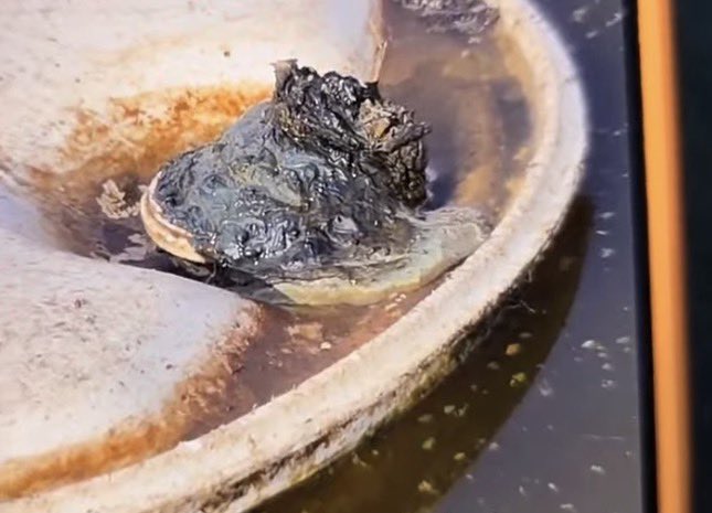 PNWSteph tweet media