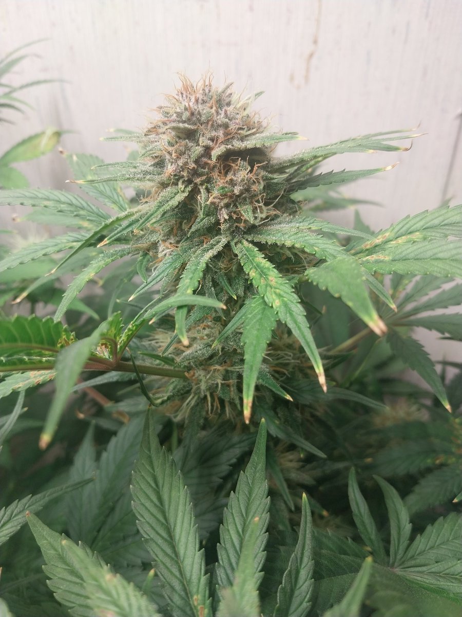 Fish Grows Weed tweet media