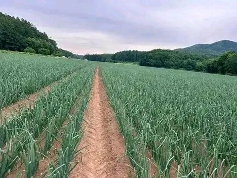 Economics and Agriculture tweet media