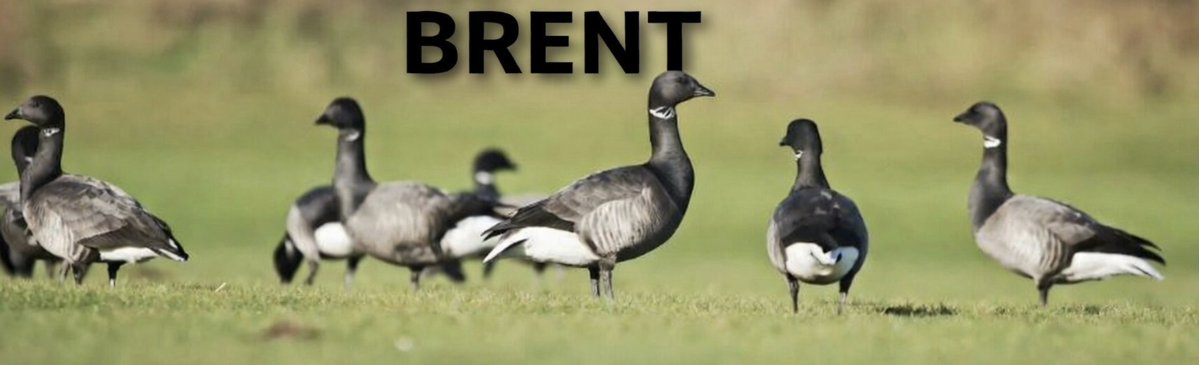 The price of Brent Oil has skyrocketed, reaching 110$ per barrel

Did you know that the word BRENT in Brent Oil comes from the animal Brent Goose?

"There is a link between Brent geese and Brent oil. The name of the oilfield comes from Shell’s policy of naming all its oilfields