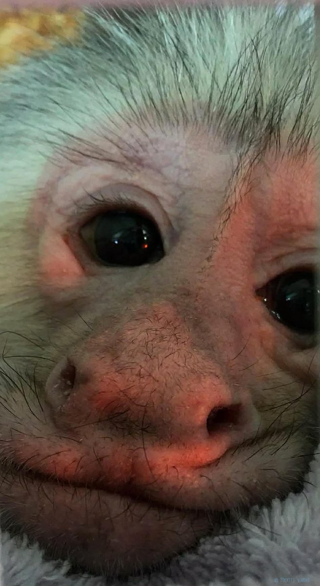 PocketsWarhol's tweet image. I would often wonder🪽🐒🌌#storybookmonkeys #rememberme