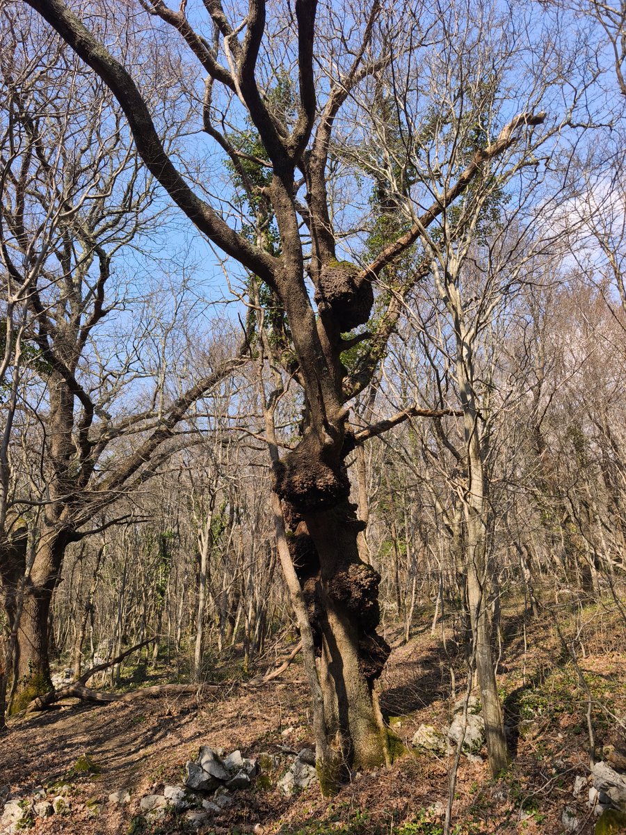 Petar Pero tweet media