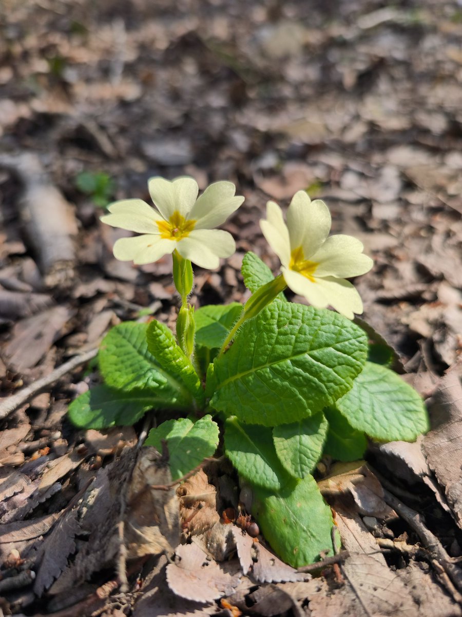 Petar Pero tweet media