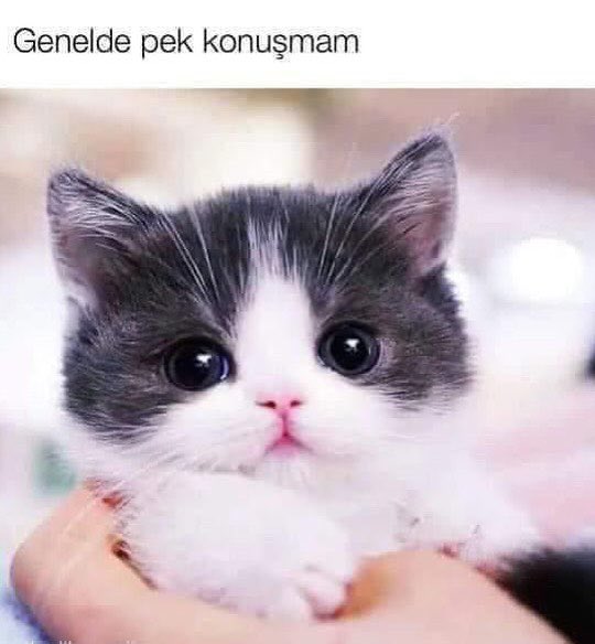 mancana🚩 (@zortingenstrabe) on Twitter photo 