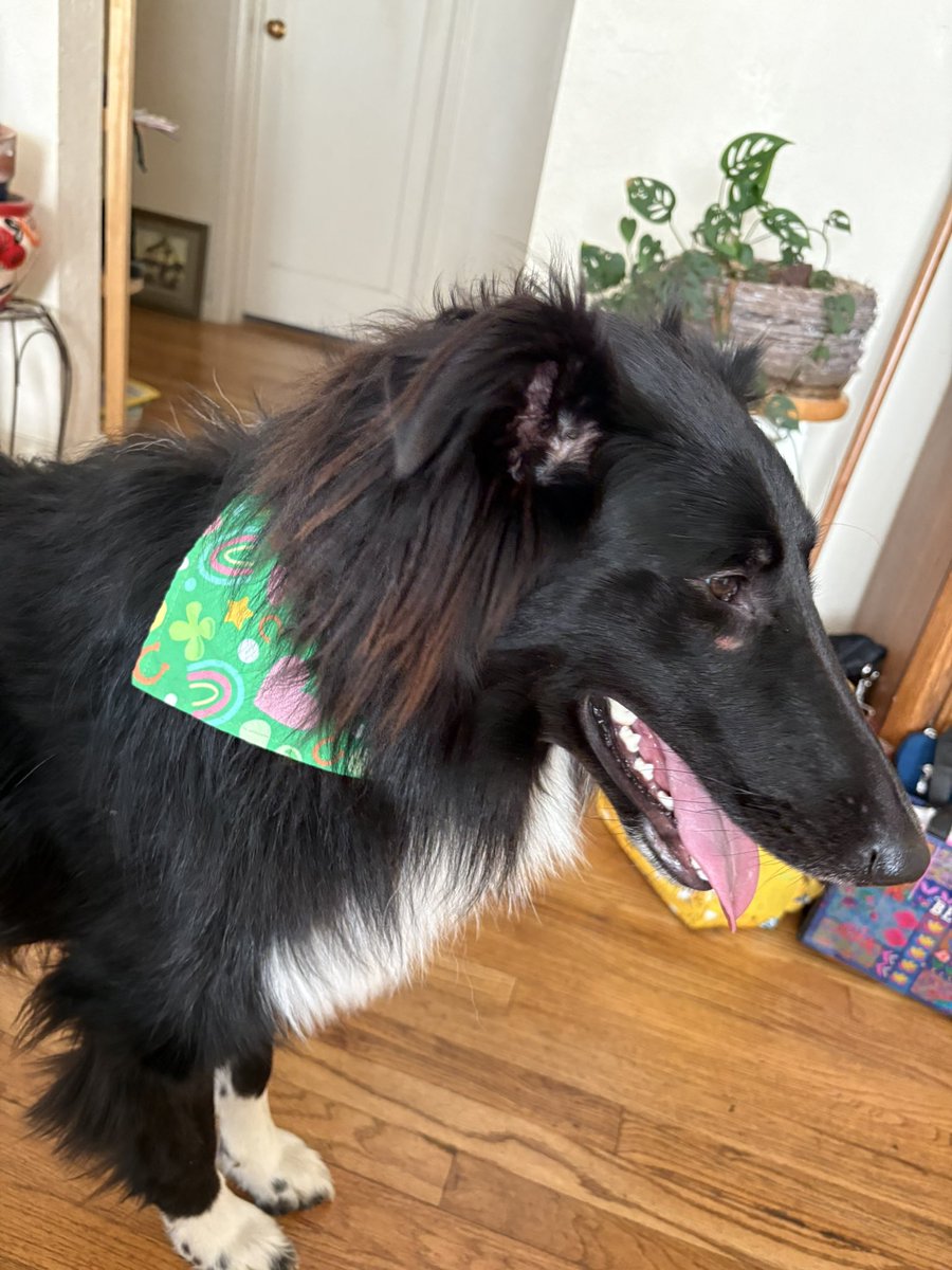 The Snoopervisor 2.0 /Moses (Wilma🌈) tweet media