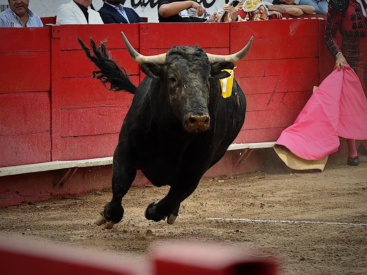 emsa_gdl's tweet photo. 1o. Leo Valadez • Silencio 
Le tocó en suerte un toro complicado, que presentaba complicaciones por el pitón derecho. Mató de entera caída. https://t.co/UNGKpvTiK4