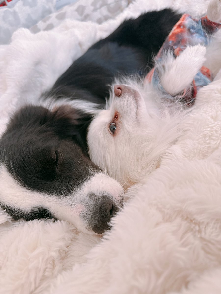 レティ🐼ボーダーコリー tweet media