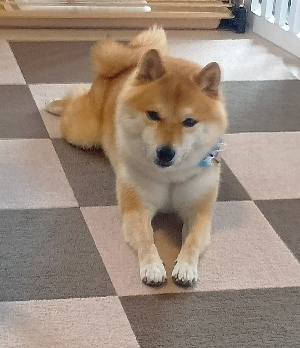 たこふみえ tweet media