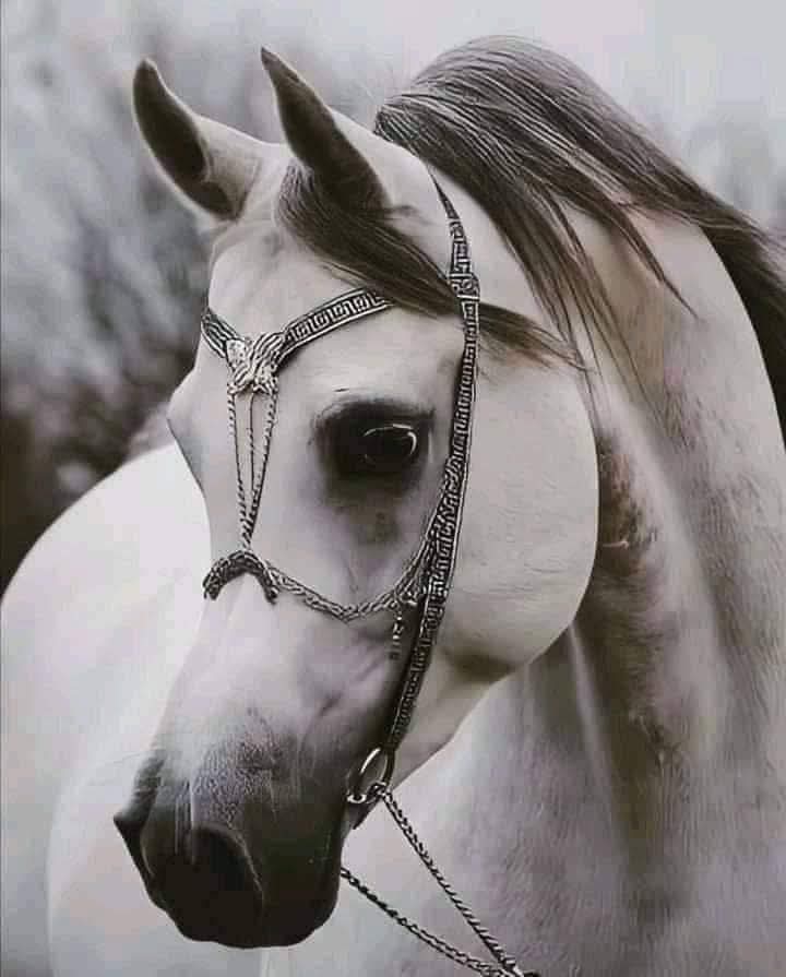 بــوح قـــلَــم tweet media