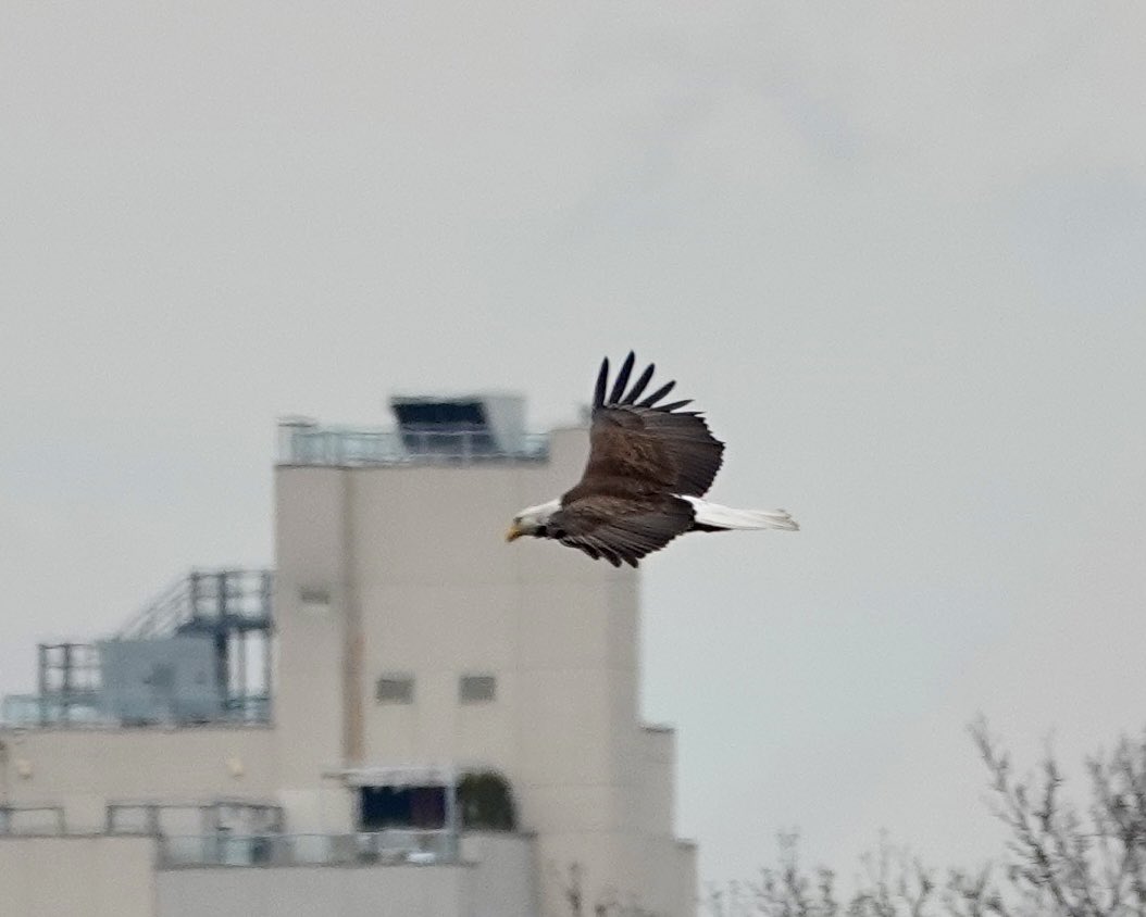 gigpalileo tweet media