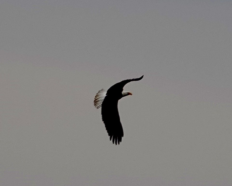 gigpalileo tweet media