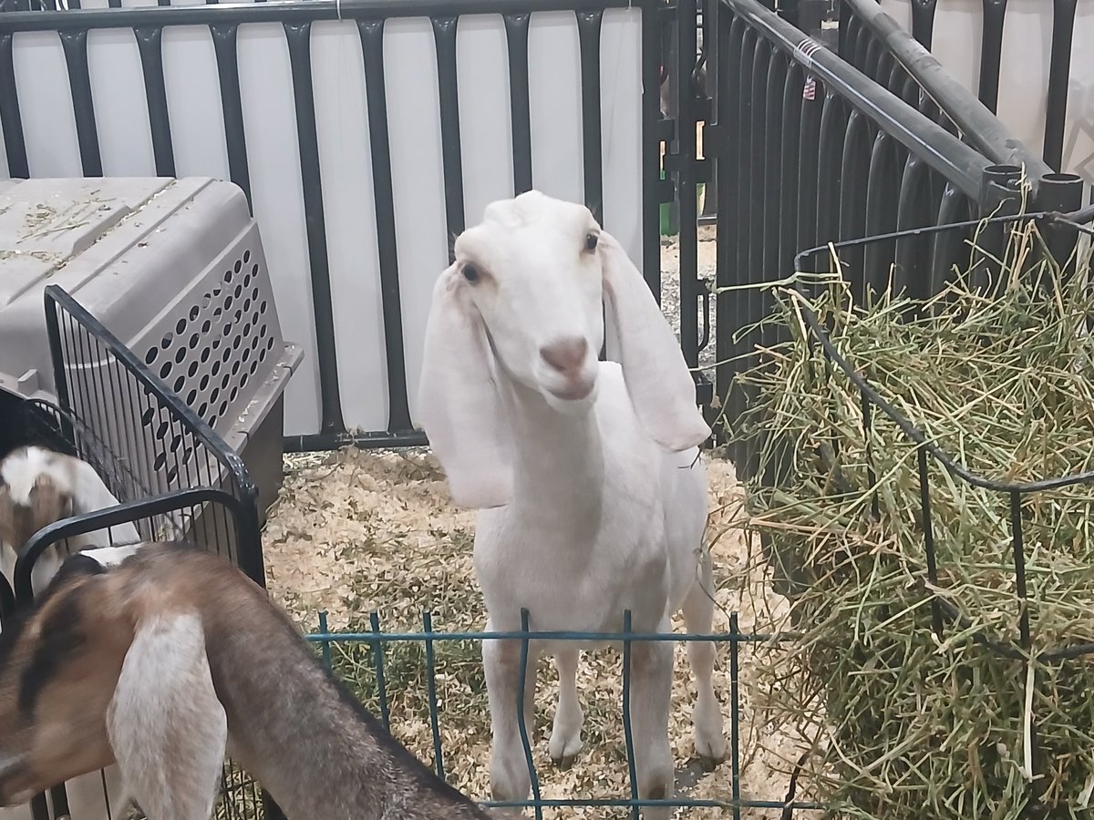 ♱ Coalz ☆ tweet media