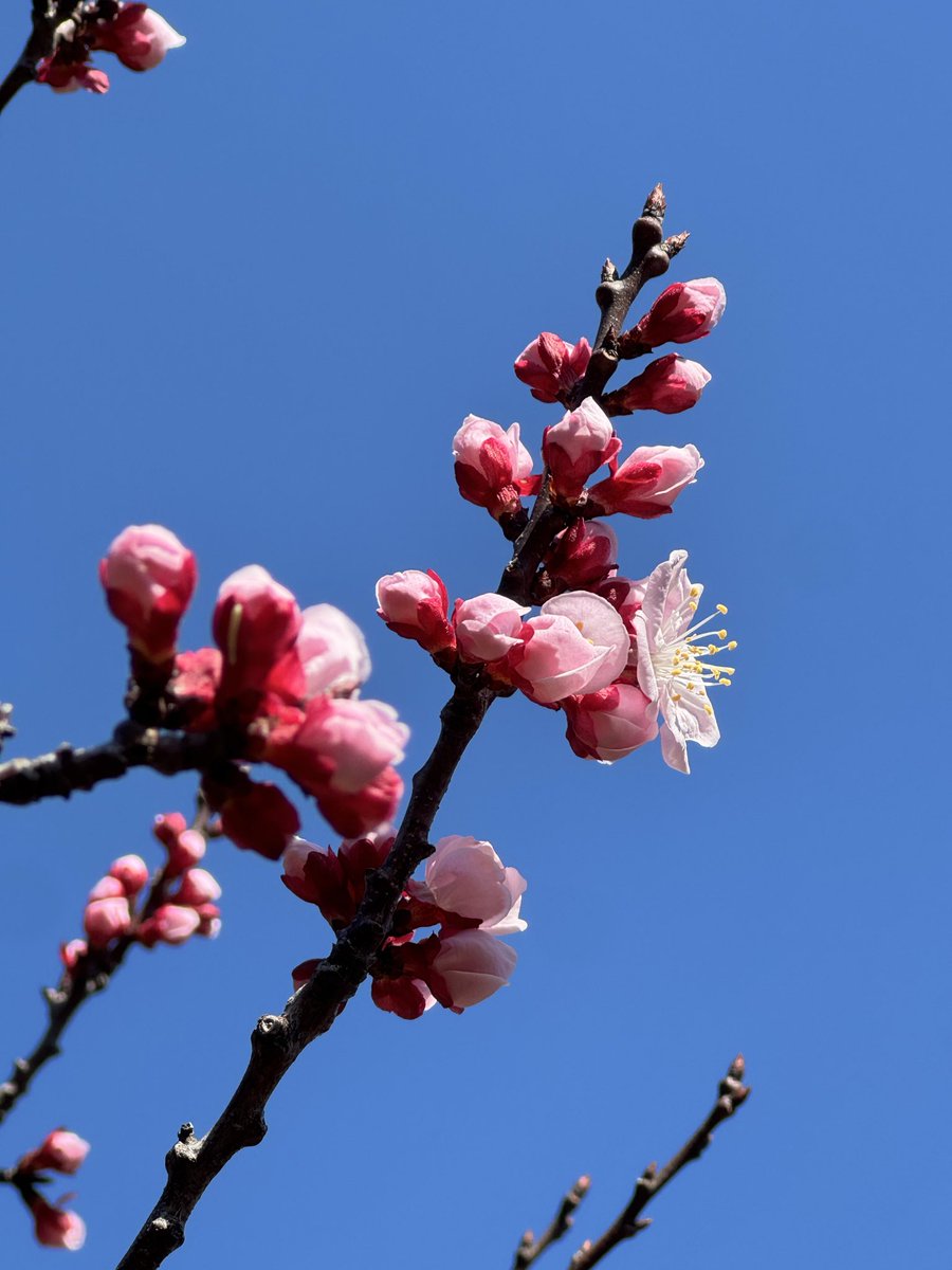 greg 🔜Hi-Furry tweet media