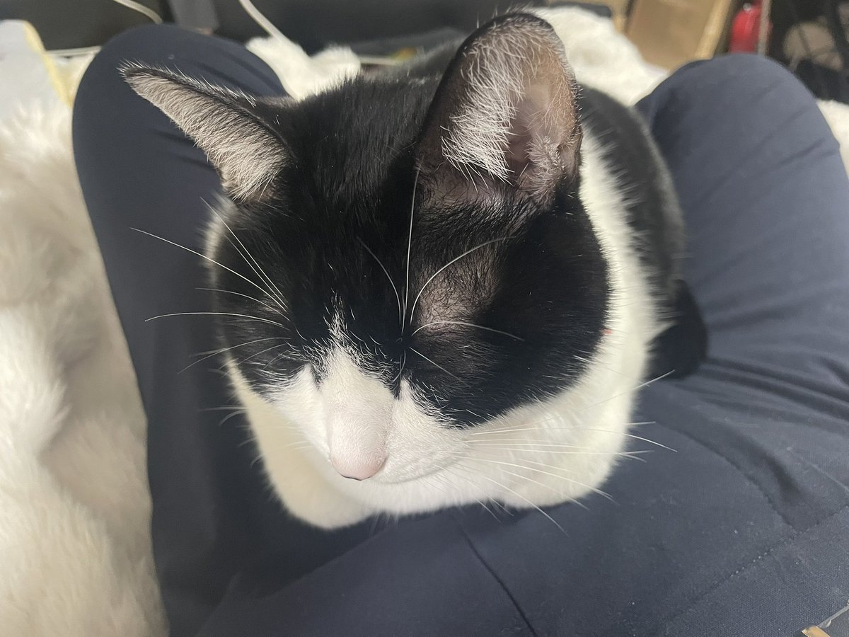 つくしげ🐾🌱 tweet media