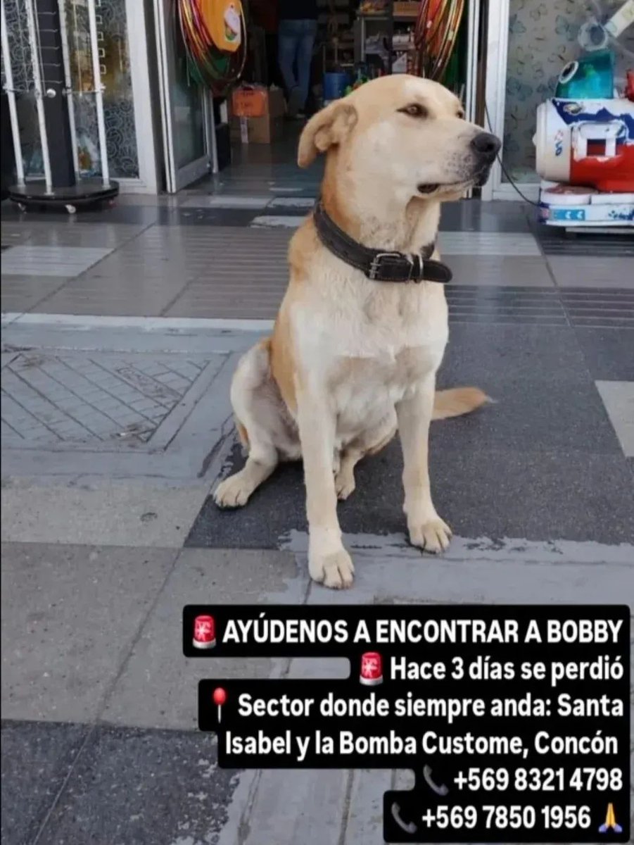 VIÑA, CON-CON se busca 🙏🙏🙏