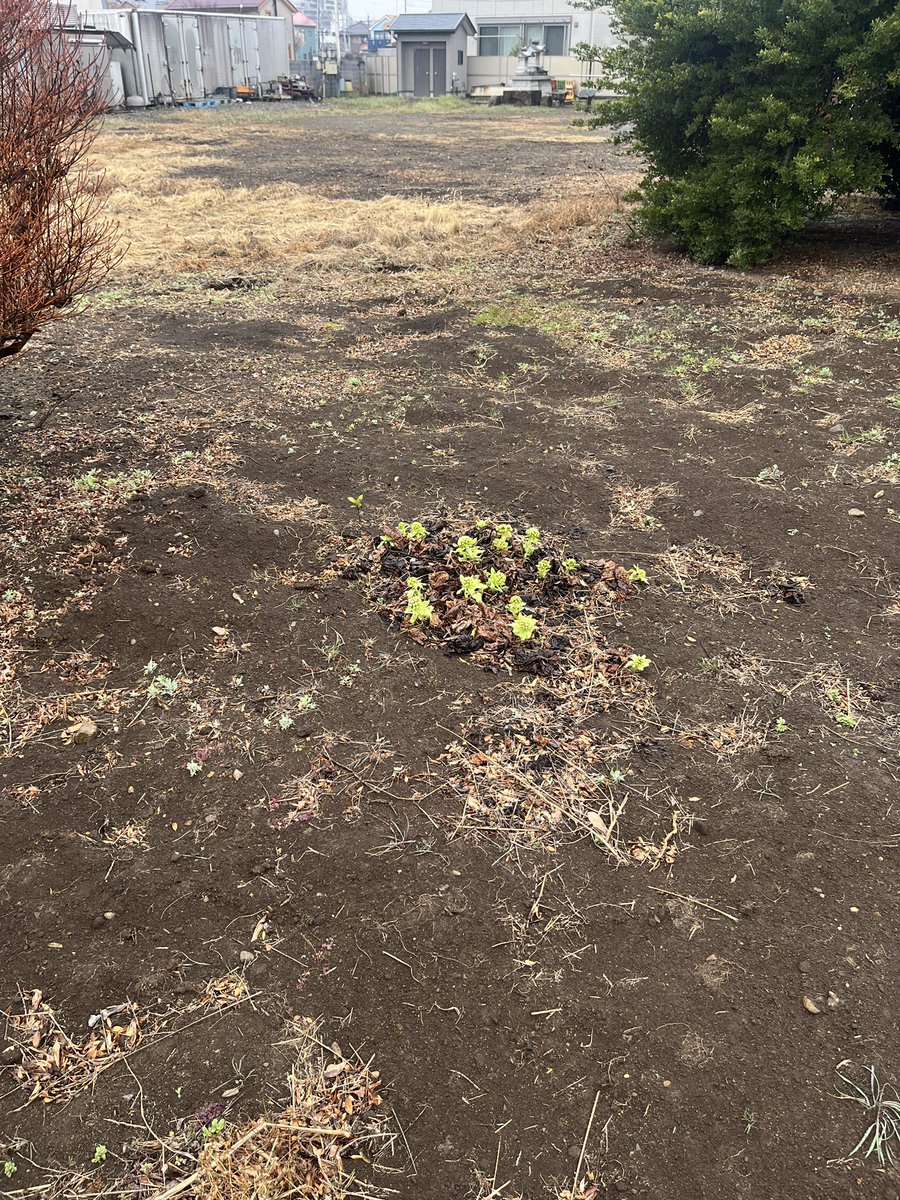 空き地の隅に蕗のとう