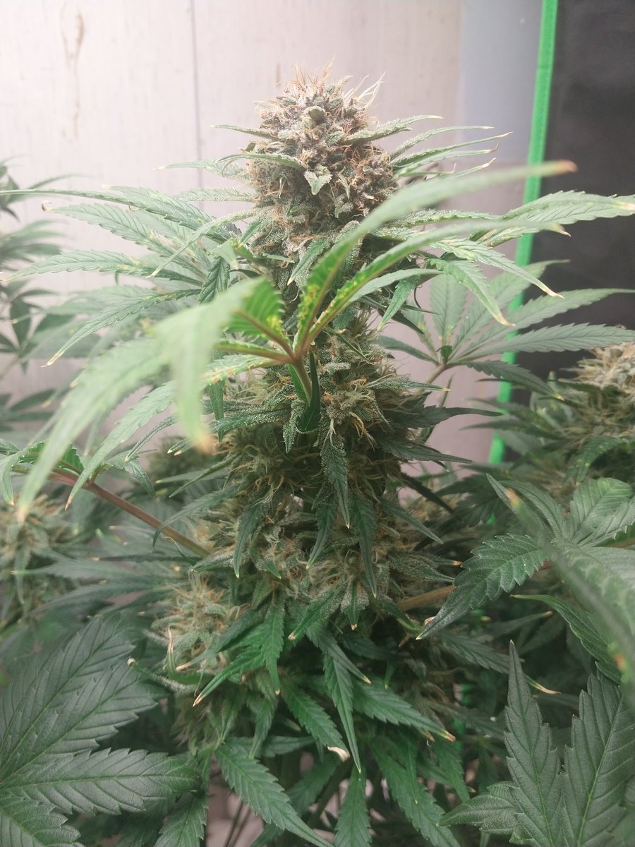 Fish Grows Weed tweet media