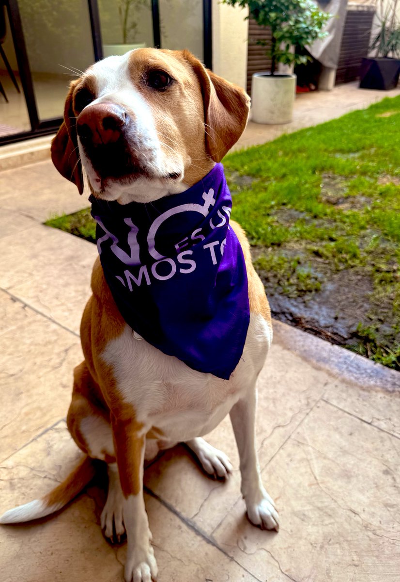 Regina Gargollo tweet media