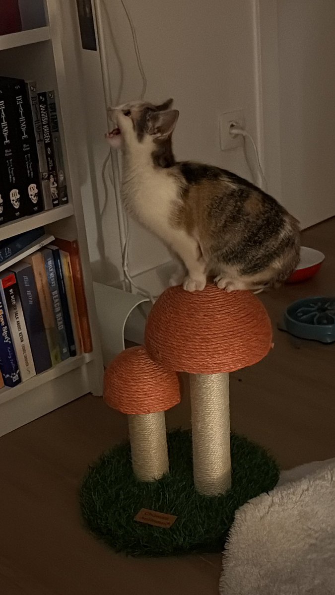 she used to YELL at night when i first got her