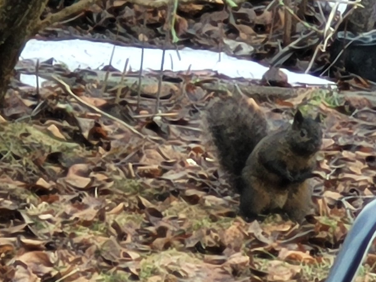 cellswordrin's tweet photo. I put a very tiny video together of these super cute baby black squirrel and a baby grey squirrel that have been frolicking in the yard lately. They are sooo cute! 💖 They jump in mysterious way, never seen before! So cute! No war! Just playing = peace #SundaySquirrel #GoodVibes https://t.co/G3nsWXCXxA