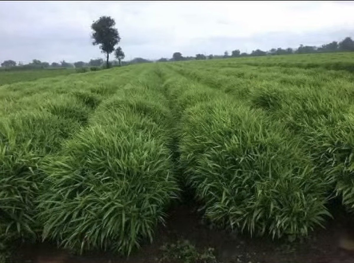 ToheebAyomide2's tweet photo. HOW TO PLANT GINGER 🫚 IN NIGERIA SERIES 
Final part 

So we are going to be talking about harvest,disease monitoring and harvest expectations on an acre 

Ginger matures in 7-9 months depending on the farmers target or customer request to the farmer 
The first sign that your ginger is ready for harvest is the leaves start turning yellow and dry,when harvesting your ginger be very careful so you won’t cut the rhizomes.

Now the average yield of an acre is 10-15 tons (conservative numbers) depending on the spacing and how well managed the farm is and a Ton of fresh ginger is currently sold for 5million naira plus do your math,but ginger is not magic it’s discipline 
Most farmers 
• Under fertilize
• Plant poor seed
• Ignore drainage 
• Harvest too early 
But if you get these 4 things right i assure you that you will break the bank 😂

Now The common disease ginger usually suffer from is fungal diseases particularly BLIGHT there are other ones like leaf spot and downy mildew but the common and most dangerous one is blight 

The only recommended way I use to prevent blight and other fungal diseases on my farm is by spraying a foliar fungicide after the first 4-6 weeks of planting when the ginger are shooting out,the foliar fungicide I use is called CABRIO DUO,it’s the most effective fungicide against ginger blight in my own opinion 

But there is a lot of fakes out there so be very careful and after the first spraying on the 6th week I then spray regularly every 14 days whenever the weather is humid or rainy,I use it as preventive spray rather than cure.

So with all this information you are fully equipped with enough info to start your own ginger farm 

If you have any other questions don’t hesitate to comment I will answer all questions in the comment

And if you need quality ginger seeds and mentorship my DM is open