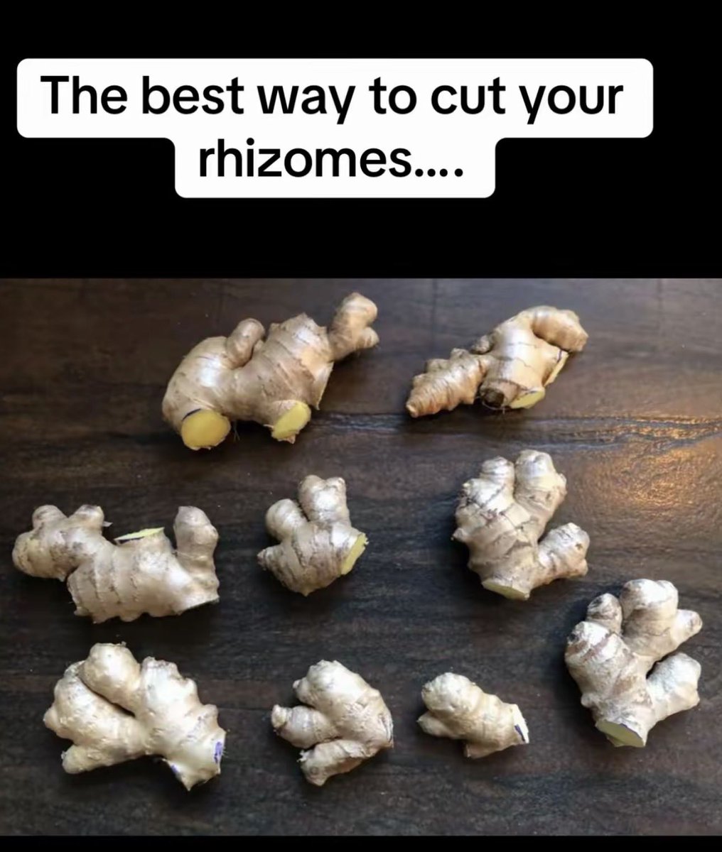 ToheebAyomide2's tweet photo. HOW TO PLANT GINGER 🫚 IN NIGERIA SERIES 
Final part 

So we are going to be talking about harvest,disease monitoring and harvest expectations on an acre 

Ginger matures in 7-9 months depending on the farmers target or customer request to the farmer 
The first sign that your ginger is ready for harvest is the leaves start turning yellow and dry,when harvesting your ginger be very careful so you won’t cut the rhizomes.

Now the average yield of an acre is 10-15 tons (conservative numbers) depending on the spacing and how well managed the farm is and a Ton of fresh ginger is currently sold for 5million naira plus do your math,but ginger is not magic it’s discipline 
Most farmers 
• Under fertilize
• Plant poor seed
• Ignore drainage 
• Harvest too early 
But if you get these 4 things right i assure you that you will break the bank 😂

Now The common disease ginger usually suffer from is fungal diseases particularly BLIGHT there are other ones like leaf spot and downy mildew but the common and most dangerous one is blight 

The only recommended way I use to prevent blight and other fungal diseases on my farm is by spraying a foliar fungicide after the first 4-6 weeks of planting when the ginger are shooting out,the foliar fungicide I use is called CABRIO DUO,it’s the most effective fungicide against ginger blight in my own opinion 

But there is a lot of fakes out there so be very careful and after the first spraying on the 6th week I then spray regularly every 14 days whenever the weather is humid or rainy,I use it as preventive spray rather than cure.

So with all this information you are fully equipped with enough info to start your own ginger farm 

If you have any other questions don’t hesitate to comment I will answer all questions in the comment

And if you need quality ginger seeds and mentorship my DM is open