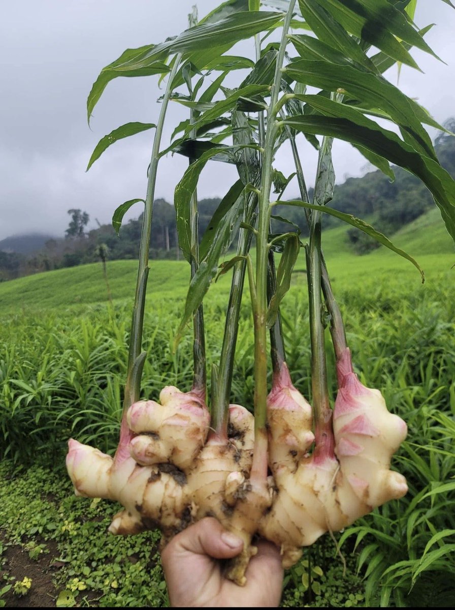 ToheebAyomide2's tweet photo. HOW TO PLANT GINGER 🫚 IN NIGERIA SERIES 
Final part 

So we are going to be talking about harvest,disease monitoring and harvest expectations on an acre 

Ginger matures in 7-9 months depending on the farmers target or customer request to the farmer 
The first sign that your ginger is ready for harvest is the leaves start turning yellow and dry,when harvesting your ginger be very careful so you won’t cut the rhizomes.

Now the average yield of an acre is 10-15 tons (conservative numbers) depending on the spacing and how well managed the farm is and a Ton of fresh ginger is currently sold for 5million naira plus do your math,but ginger is not magic it’s discipline 
Most farmers 
• Under fertilize
• Plant poor seed
• Ignore drainage 
• Harvest too early 
But if you get these 4 things right i assure you that you will break the bank 😂

Now The common disease ginger usually suffer from is fungal diseases particularly BLIGHT there are other ones like leaf spot and downy mildew but the common and most dangerous one is blight 

The only recommended way I use to prevent blight and other fungal diseases on my farm is by spraying a foliar fungicide after the first 4-6 weeks of planting when the ginger are shooting out,the foliar fungicide I use is called CABRIO DUO,it’s the most effective fungicide against ginger blight in my own opinion 

But there is a lot of fakes out there so be very careful and after the first spraying on the 6th week I then spray regularly every 14 days whenever the weather is humid or rainy,I use it as preventive spray rather than cure.

So with all this information you are fully equipped with enough info to start your own ginger farm 

If you have any other questions don’t hesitate to comment I will answer all questions in the comment

And if you need quality ginger seeds and mentorship my DM is open