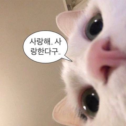 에딧비_EDIT.B tweet media