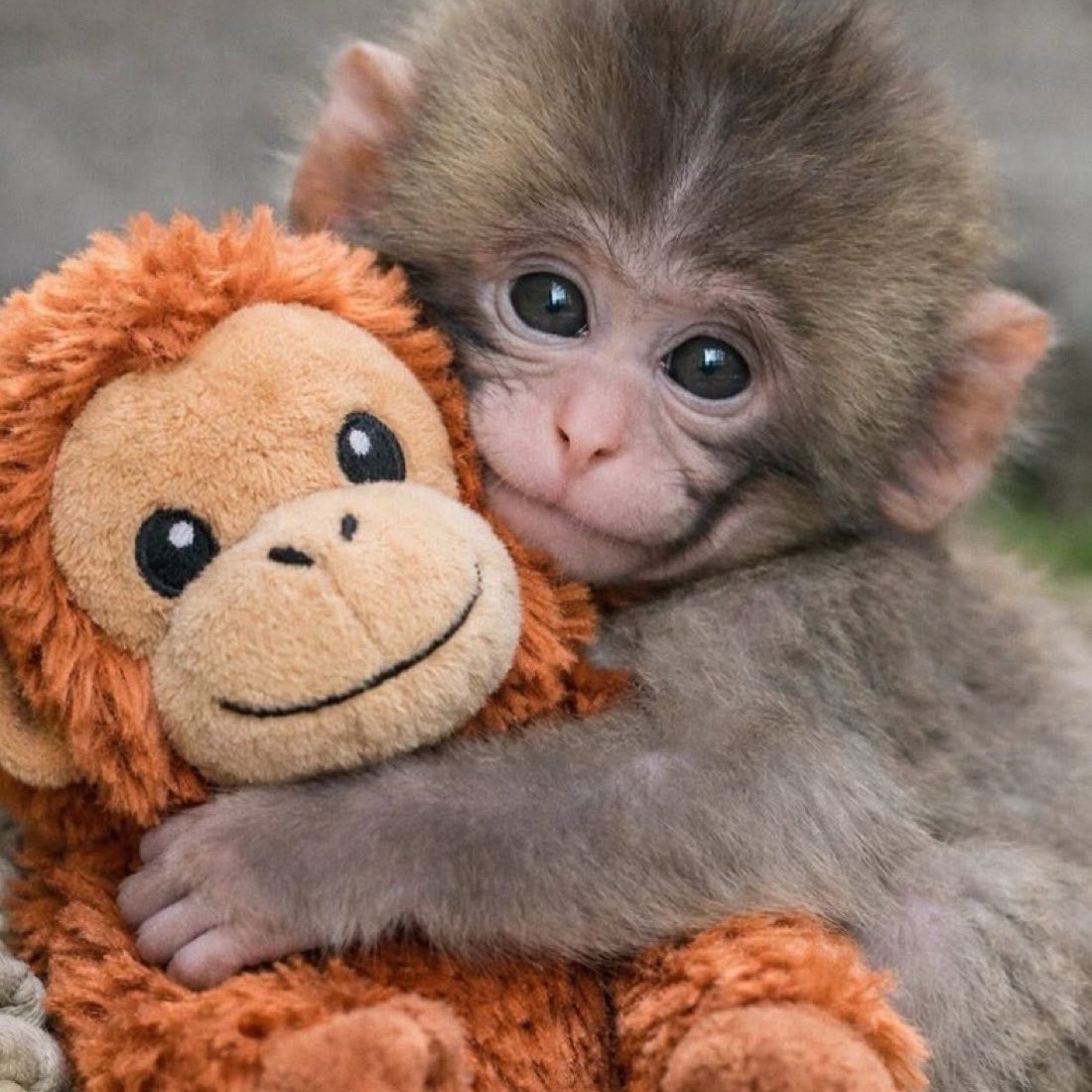 Hisoka🇺🇸🇰🇷🇯🇵🇹🇼🗽 tweet media